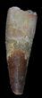 Spinosaurus Tooth - Composite Tooth #36816-1